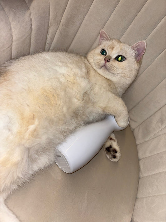 Interactieve Laser - Activeert Natuurlijk Jachtgedrag