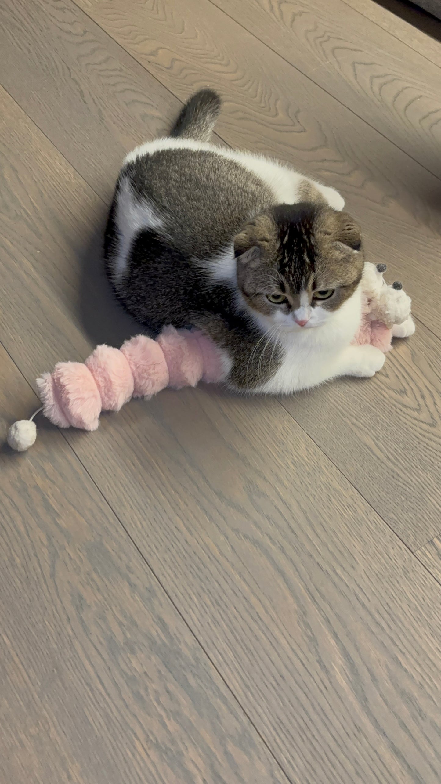 CaterPlay - Zacht kattenspeeltje